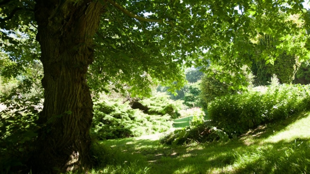 Bay Trust Pines Calyx